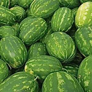 taurus-karpuz-tohumu